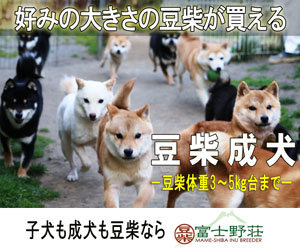 豆柴成犬 子犬も成犬も豆柴なら 富士野荘