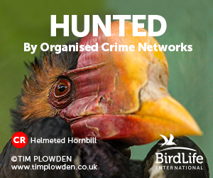 HUNTED By Organised Crime Networks